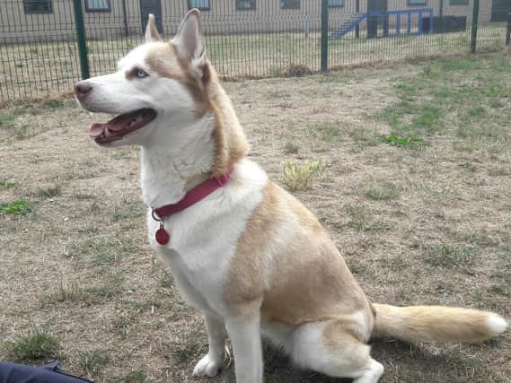 Samira, the two-year-old husky dog, who needs a new home in Sheffield after being looked after by the RSPCA.
