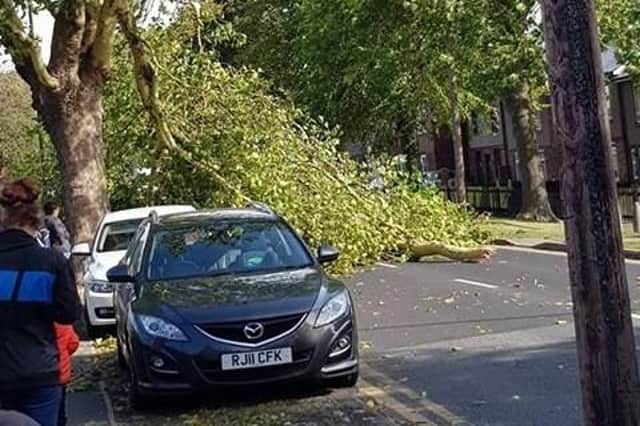 A tree has come crashing down on Hatfield House Lane, Woodhouse (Picture: Jessie Jess)