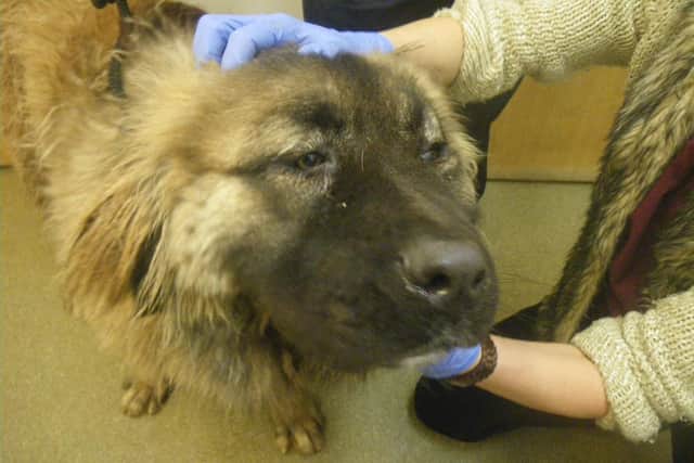 RSPCA supplied pictures of the neglected dogs on a building site on Hollin Busk Lane, Deepcar, Sheffield.