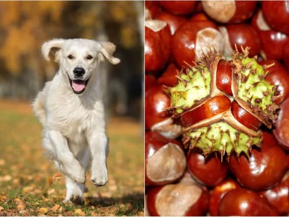 Why conkers are highly poisonous to dogs