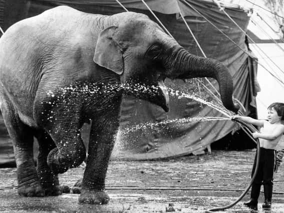 Washing an elephant