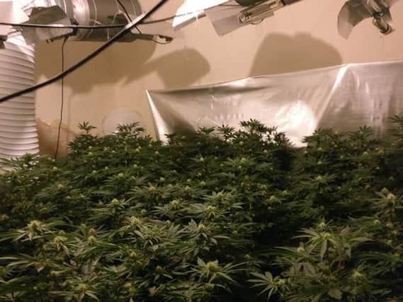 Police said 140 cannabis plants were recovered from the property