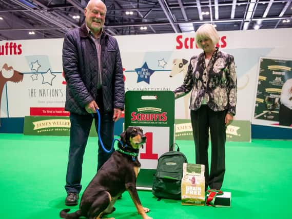 Best crossbreed rescue Scruffts winner Percy the Pointer cross with Michael Bell and judge Sue Garner -credit -Tess Newson and The Kennel Club