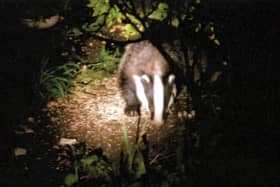 Boris the badger - reader pic for letterssubmitted by Catherine Langan, S8