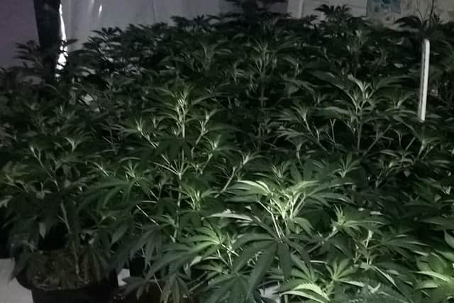 Cannabis plants were seized from a property at Beechfield Road, Hyde Park, Doncaster.