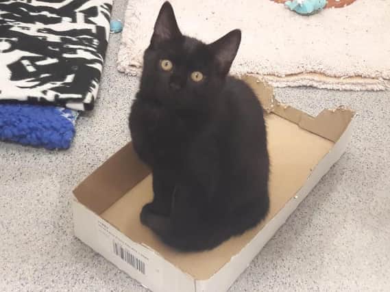 Four-month-old Megatron needs a new home, along with sibling Bumblebee, after being looked after by staff at RSPCA Sheffield.