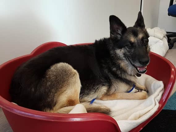 Cassie, the German Shepherd, who is being looked after at the Sheffield re-homing and advice unit on Old Station Drive, Ecclesall, which is run by the charity Blue Cross, but is looking for a new home.