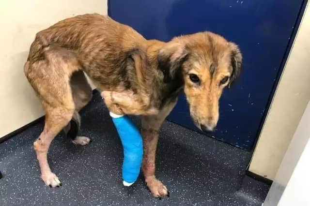 RSPCA, a very poorly Saluki-type dog with a broken leg.