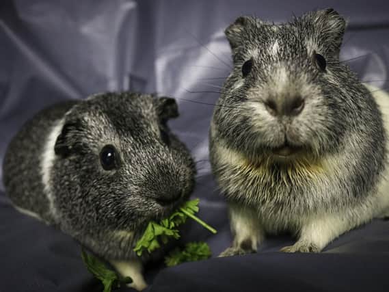 These two energetic guinea pigs are now looking for their forever home after they were abandoned in a box