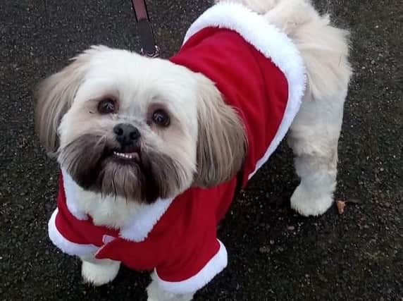 Dog dressed in festive attire at Doncaster Santa Dash 2017.