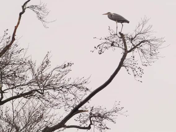 Clumber Park Heron