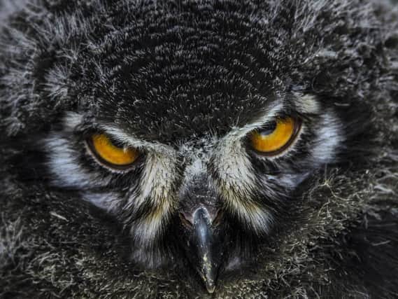 Joshua Myers, aged 15,from Sheffield has been awarded runner-up in the 12 to 15 Years category of theRSPCA Young Photographer Awards 2018 for hisimage of an owl entitled the stare'.