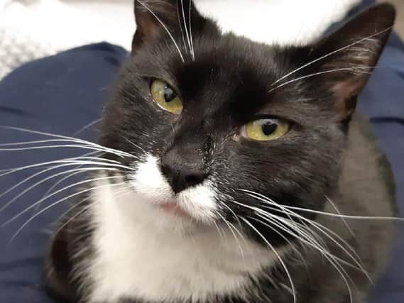 Safari the cat, who needs a new home after being cared for by staff at RSPCA Sheffield.