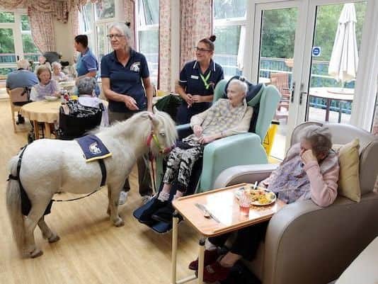 Fulwood Lodge Nursing Home gets a visit from Leo the Shetland Pony