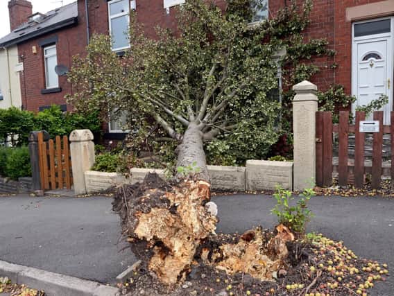 A tree brought down by strong winds