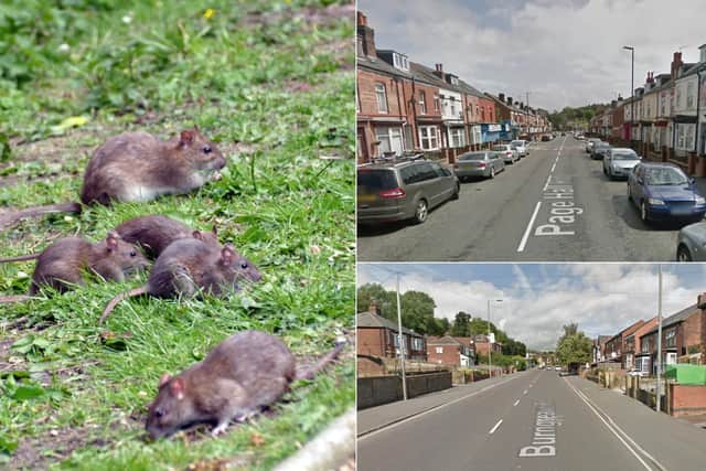 Rats in Sheffield