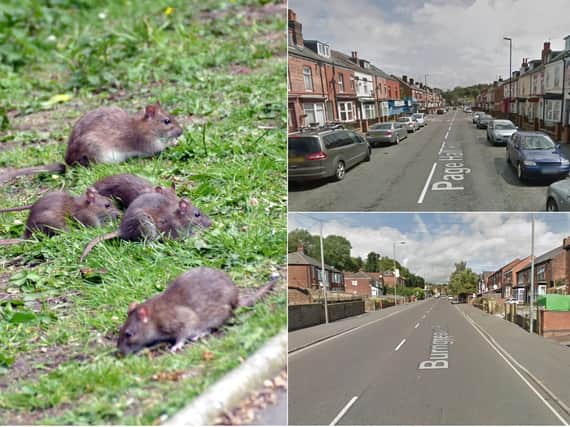 Rats in Sheffield