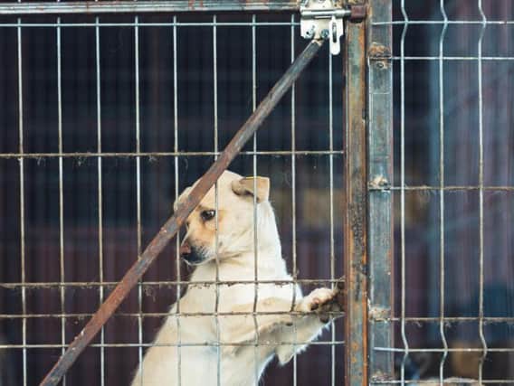 Puppy farms are set to be a thing of the past in England with introduction of Lucy's Law (Photo: Shutterstock)
