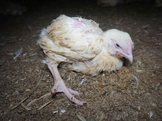 Chickens were filmed being deliberately kicked and stepped on in the harrowing footage (Photo: Animal Equality)