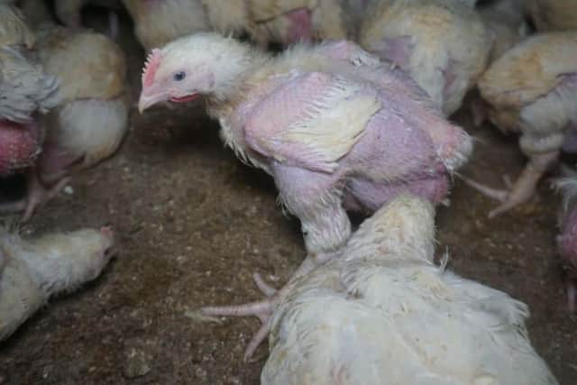 Investigators found chickens unable to stand under their own weight (Photo: Animal Equality)