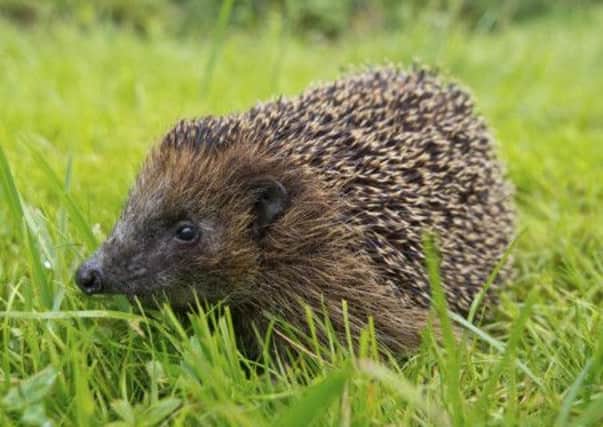 Hedgehog in a garden grass field