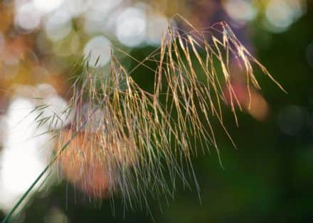 Stipa gigantica