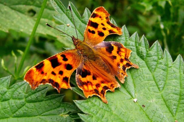 Comma Butterfly, picture by Thomas Wood.