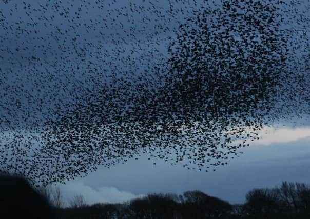 Murmuration at Middleton Moor by Paul Ardron