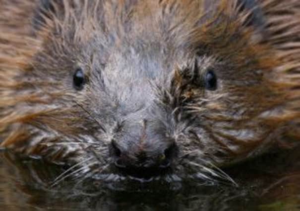 PA File Photo of a Beaver