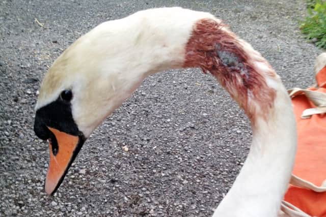 This swan was found on the Stainforth and Keadby Canal at Godnow Bridge, near Crowle having being shot with an air rifle.