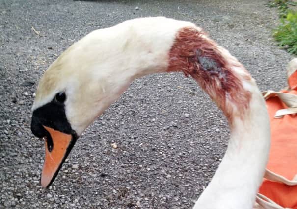 This swan was found on the Stainforth and Keadby Canal at Godnow Bridge, near Crowle having being shot with an air rifle.
