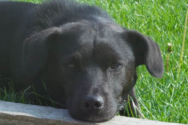 Flash the Patterdale Terrier who was killed in a hit and run incident at Owston Ferry.