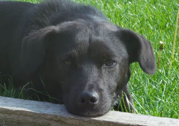 Flash the Patterdale Terrier who was killed in a hit and run incident at Owston Ferry.