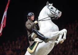 Spanish Riding School of Vienna coming to Sheffield Motorpoint Arena, from October 31 to November 2, 2014.