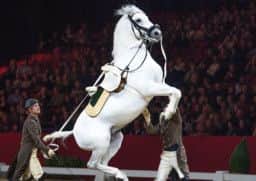 Spanish Riding School of Vienna coming to Sheffield Motorpoint Arena, from October 31 to November 2, 2014.