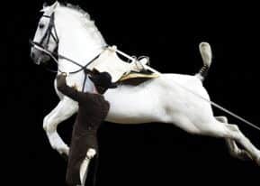 Spanish Riding School of Vienna coming to Sheffield Motorpoint Arena, from October 31 to November 2, 2014.