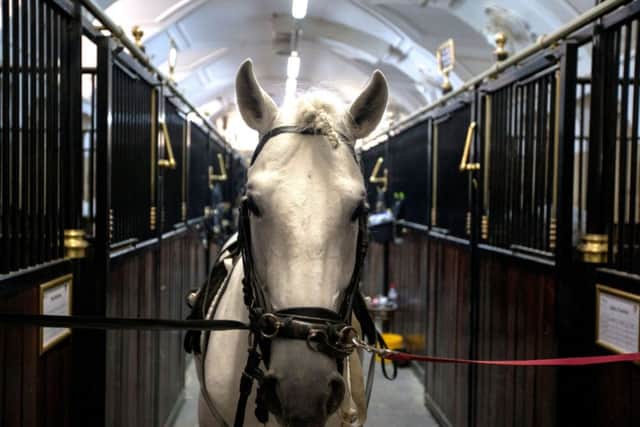 A Lipizzaner horse waits to be exercised at The Spanish Riding School of Vienna in Austria.