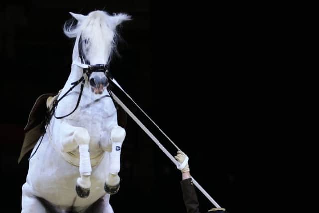 The Spanish Riding School of Vienna at Sheffield Motorpoint Arena