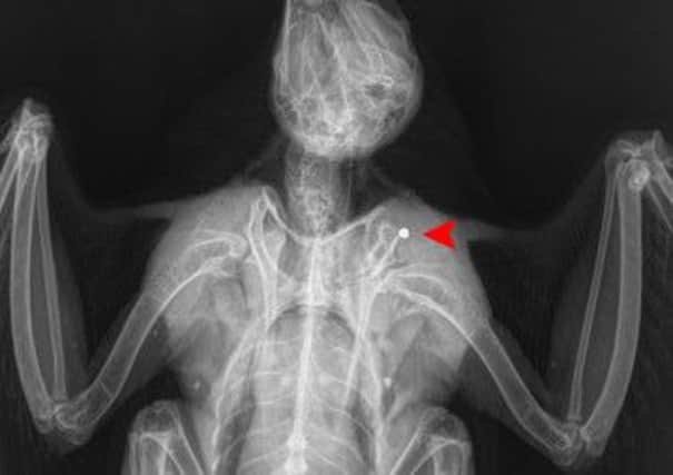 This x-ray shows where the bird was shot.