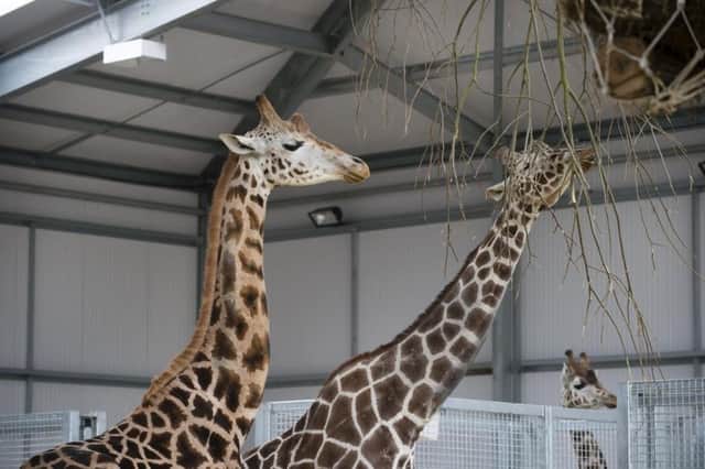 The new giraffe enclosure at Twycross Zoo.Photograph by Martin Neeves Photography - www.martinneeves.com - Tel: +44 (0)7973 638591 - E-mail: martinneeves@googlemail.com