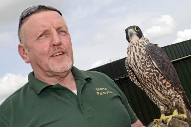 Bryn Close, pictured with one of his falcons. Picture: Marie Caley NDOS 01-06-15 Falcons MC 3