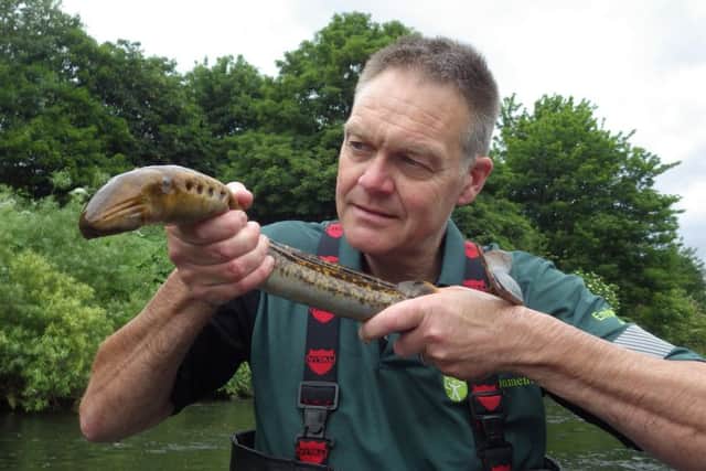 A rare and protected sea lamprey.
