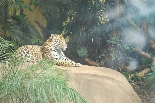 Spirit of the Jaguar is one of the most popular attractions at Chester Zoo