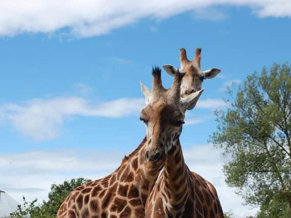 These giraffes are just two of the 12,000 animals which can be seen at Chester Zoo