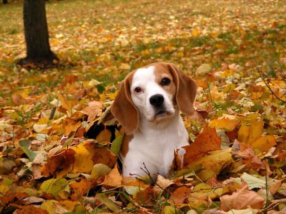 Seasonal Canine Illness (SCI) is a mysterious and potentially fatal illness