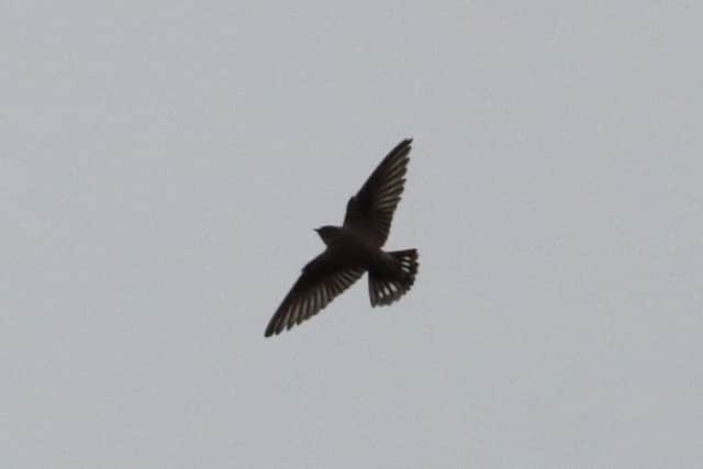 A rare Crag Martin has been spotted at the Crooked Spire, in Chesterfield. This is the first time the bird has ever been seen in Derbyshire, and is only the thirteenth time the rare bird has been spotted in the UK. Photo by Andy Deighton.