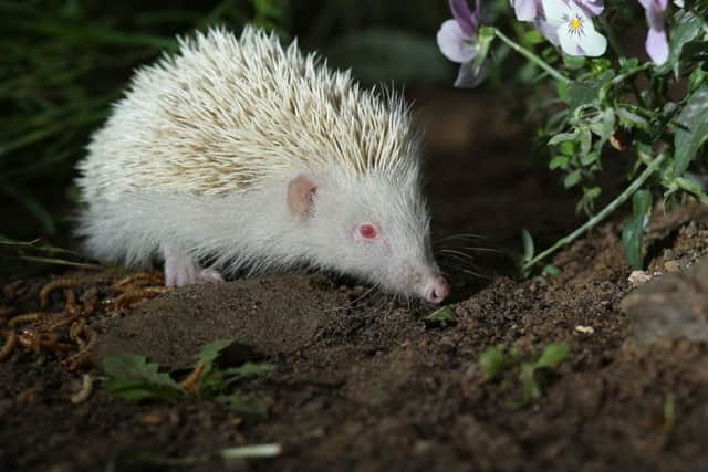 An extremely rare albino hedgehog found by animal lover Fiona Johnson, 40, of Doncaster. See Rossparry copy RPYHOG: Fiona Johnson, 40, found her family's tiny new friend on the edge of the road two weeks ago after she was persuaded by her 13-year-old son that there was an animal "glowing in the dark".  Since saving the 12 week old glowstick, Fiona has discovered just how rare the animal is - with only ONE in 100,000 hedgehogs born albino. Now the generous beauty therapist  - who also has a tortoise, puppy and two rabbits - is taking name suggestions for her early Christmas present.