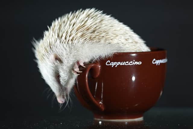 An extremely rare albino hedgehog found by animal lover Fiona Johnson, 40, of Doncaster. See Rossparry copy RPYHOG: Fiona Johnson, 40, found her family's tiny new friend on the edge of the road two weeks ago after she was persuaded by her 13-year-old son that there was an animal "glowing in the dark". Since saving the 12 week old glowstick, Fiona has discovered just how rare the animal is - with only ONE in 100,000 hedgehogs born albino. Now the generous beauty therapist - who also has a tortoise, puppy and two rabbits - is taking name suggestions for her early Christmas present.