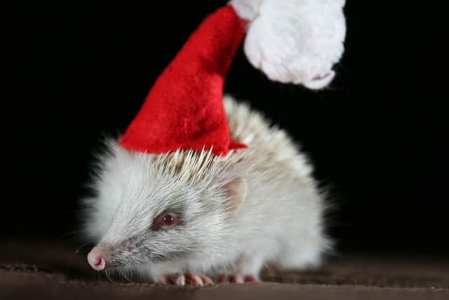 An extremely rare albino hedgehog found by animal lover Fiona Johnson, 40, of Doncaster. See Rossparry copy RPYHOG: Fiona Johnson, 40, found her family's tiny new friend on the edge of the road two weeks ago after she was persuaded by her 13-year-old son that there was an animal "glowing in the dark". Since saving the 12 week old glowstick, Fiona has discovered just how rare the animal is - with only ONE in 100,000 hedgehogs born albino. Now the generous beauty therapist - who also has a tortoise, puppy and two rabbits - is taking name suggestions for her early Christmas present.