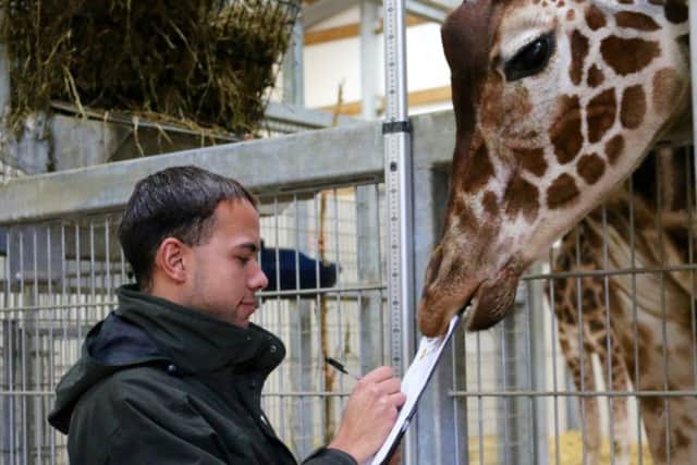 When you are a peckish giraffe, a clipboard looks just alike a tasty snack rather than a scientific document.
Behansin decided to tuck in at the annual animal audit at Yorkshire Wildlife Park as staff took the details of all 243 animals from 62 species.
The week-long exercise including challenges such as getting a wriggling worm to keep still and maneuvering a 75-stone polar bear onto heavyweight scales.
Getting a wriggling worm to keep still and maneuvering a 75-stone polar bear onto heavyweight scales are some of the challenges of  Yorkshire Wildlife Parks annual animal audit.
